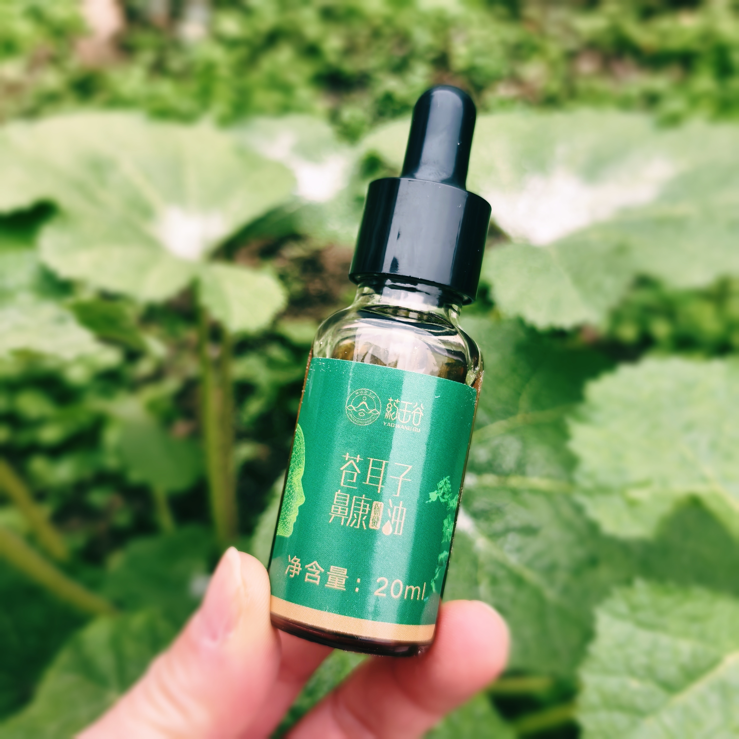 苍耳子油 (5).jpg